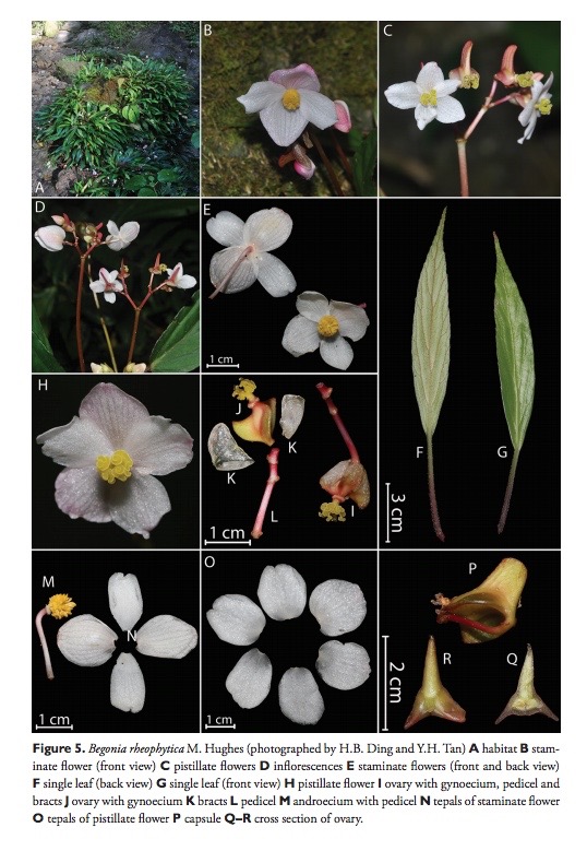 B. rheophytica